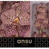 Vanda Su Oce Sangria