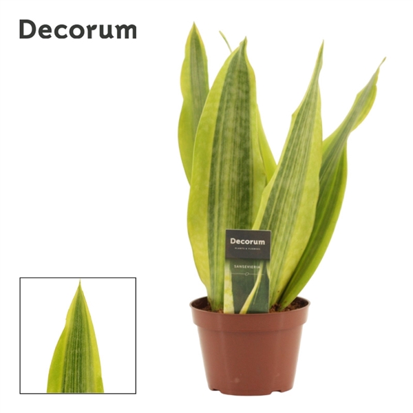 <h4>Sansevieria Jamaiquina Queen Var. 14 cm (Decorum)</h4>