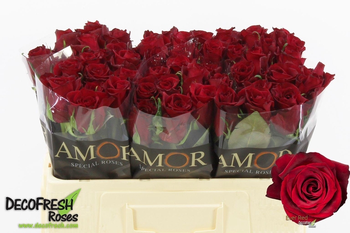 <h4>R Gr Ever Red</h4>