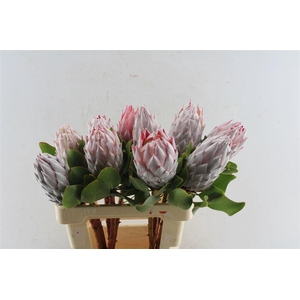 Protea Cynaroides