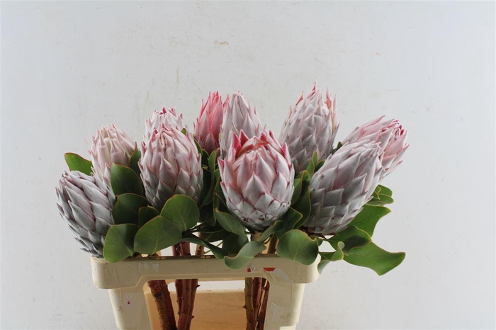 <h4>Protea Cynaroides</h4>