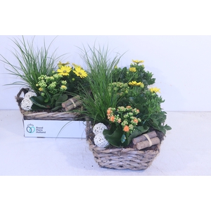 ARR TUINPLANTEN