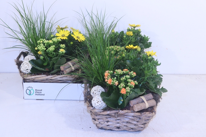 <h4>ARR TUINPLANTEN</h4>