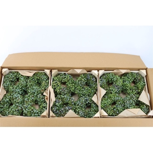 Wr Sierfruit Juniperus Blue 12cm