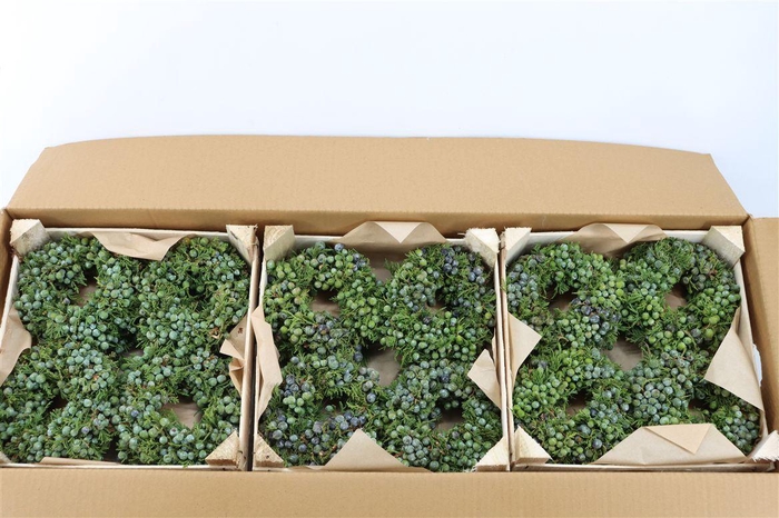 <h4>Wr Sierfruit Juniperus Blue 12cm</h4>