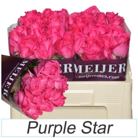 <h4>Rosa la purple star</h4>