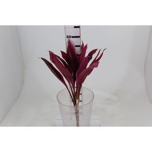 FOLHAGEM DRACENA BABY PINK PLUS