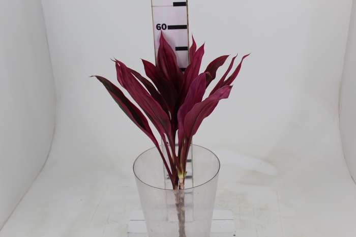 <h4>FOLHAGEM DRACENA BABY PINK PLUS</h4>