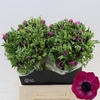 Anemone Galil Purper