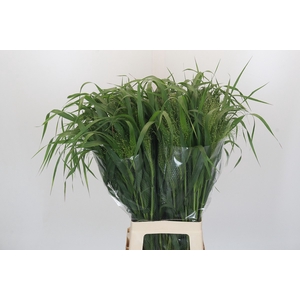 Panicum Fountain