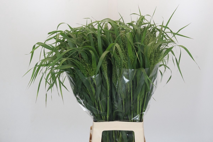 <h4>Panicum Fountain</h4>