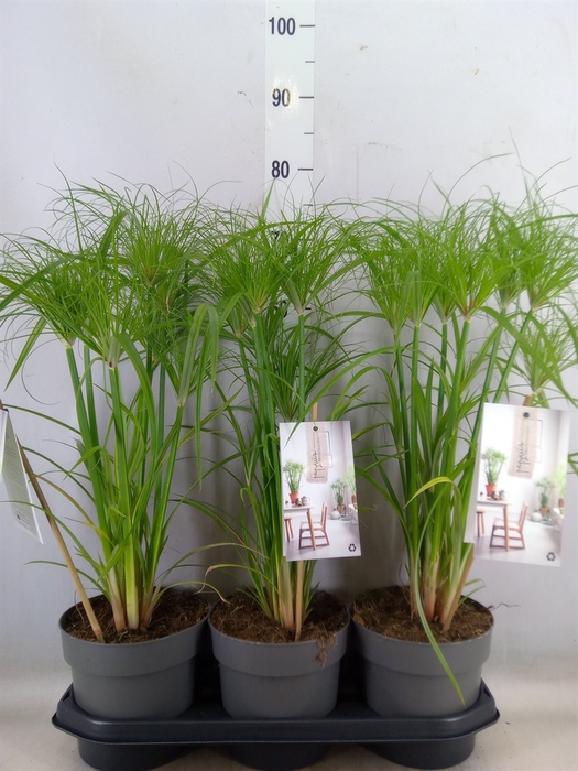 <h4>Cyperus papyrus 'Percamentus'</h4>