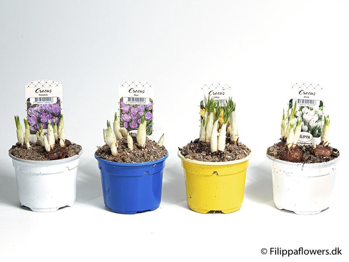 <h4>CROCUS-HYBRIDER</h4>