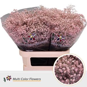 Gyps Grof Rose Licht