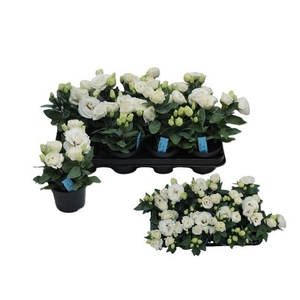 EUST JULIETTA WHITE