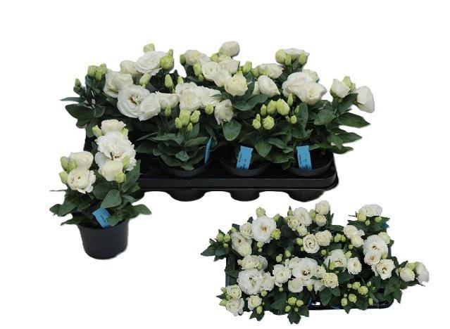 <h4>EUST JULIETTA WHITE</h4>