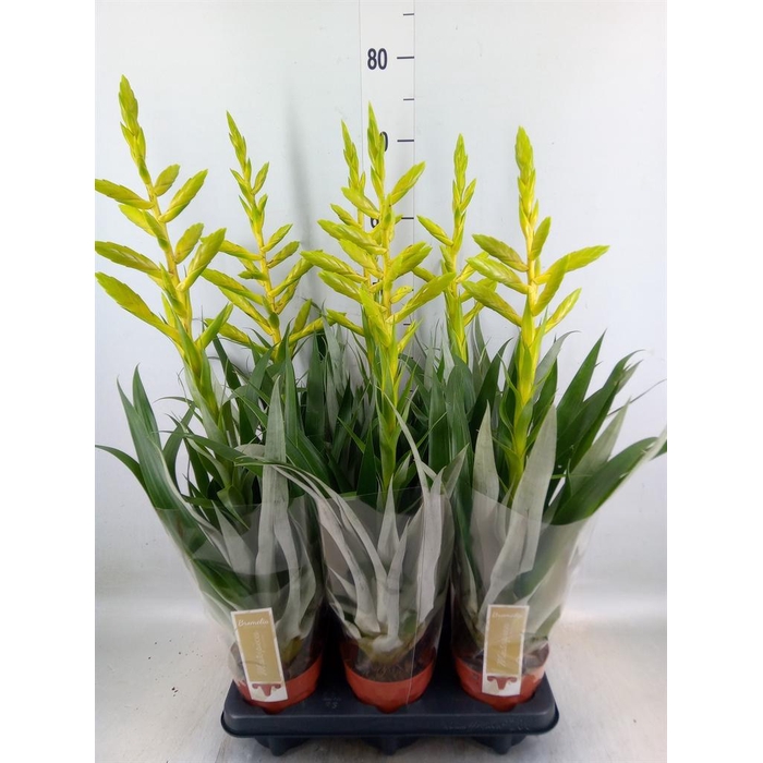 <h4>Tillandsia oerstediana</h4>