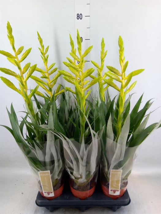 <h4>Tillandsia oerstediana</h4>