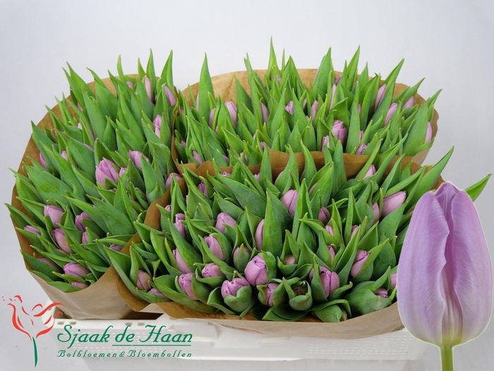 <h4>TU EN CANDY PRINCE</h4>