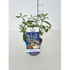 Buddleja Sungold