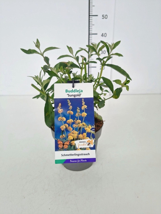 <h4>Buddleja Sungold</h4>