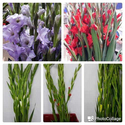 Gladioli Mix
