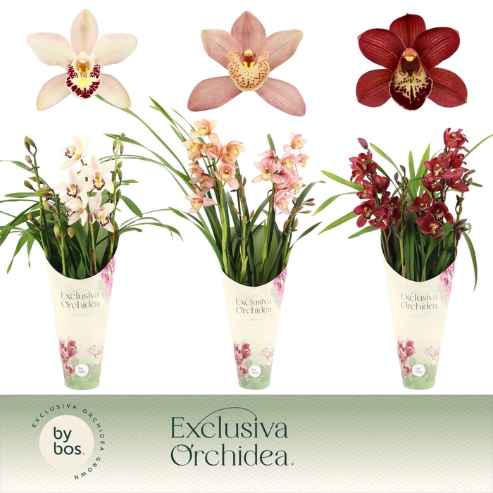 <h4>Cymbidium, Mix 4-spike 'Exclusiva Orchidea' Potcover</h4>
