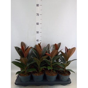 Ficus elastica 'Melany'