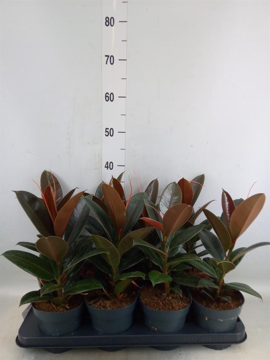 <h4>Ficus elastica 'Melany'</h4>