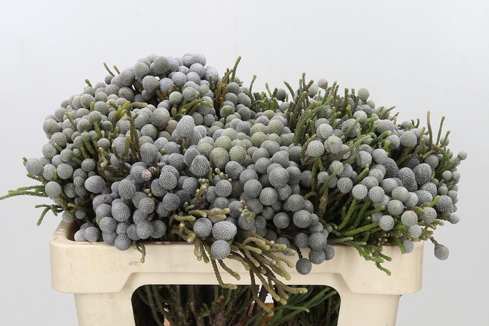 <h4>Kaaps Groen Silver Brunia</h4>