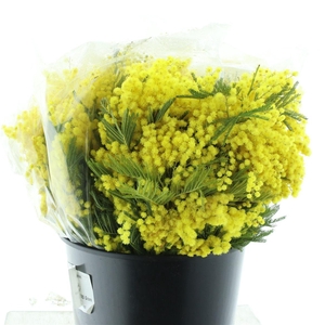 Mimosa Mirandol Gr 200