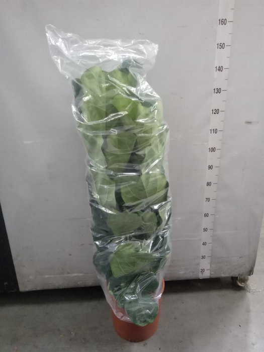 <h4>Ficus lyrata</h4>