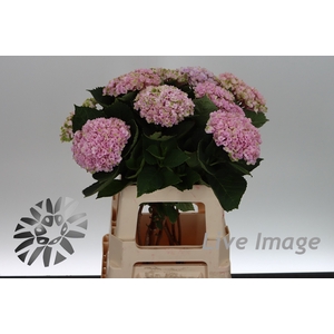 Hydrangea mag revolution pink