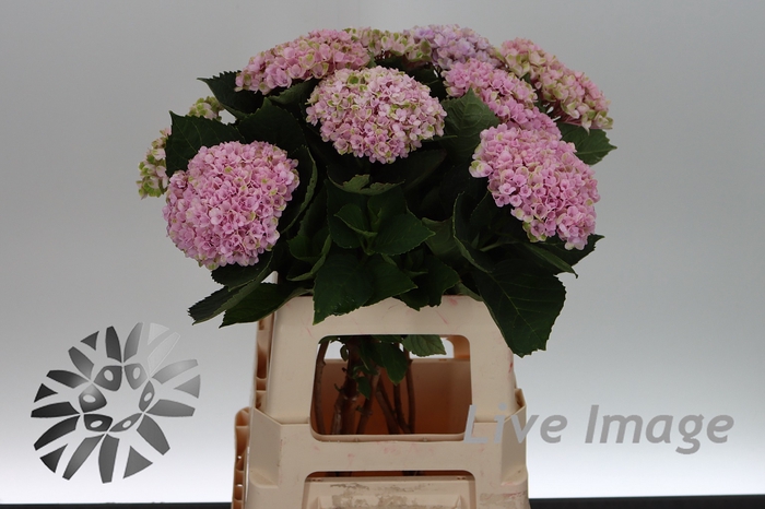 <h4>Hydrangea mag revolution pink</h4>