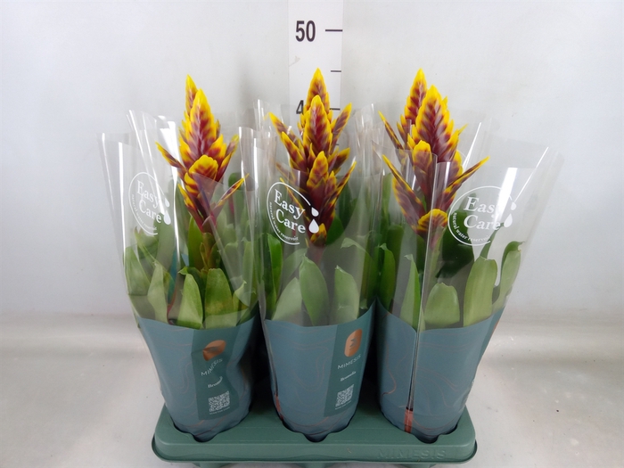 <h4>Vriesea  'Intenso Purple Flame'</h4>