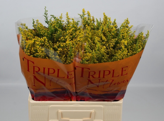 <h4>SOLI SUNNY GLORY</h4>