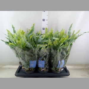 Phlebodium aureum 'Blue Star'