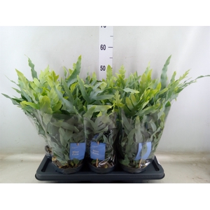 Phlebodium aureum 'Blue Star'