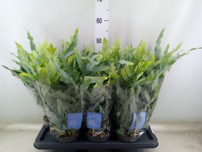 <h4>Phlebodium aureum 'Blue Star'</h4>