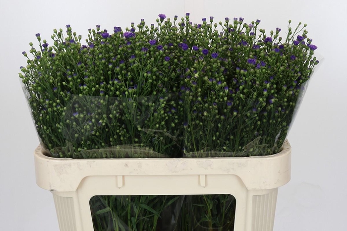 <h4>Aster Casamare</h4>