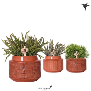 Kolibri Greens Rhipsalis mix in Maze pot terracotta