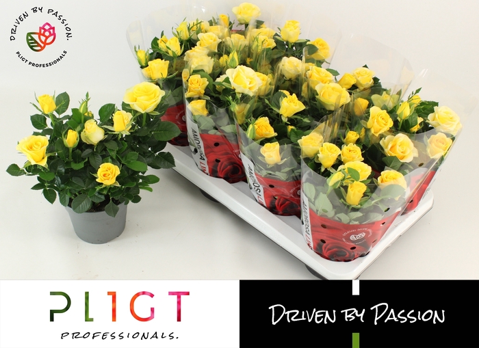 <h4>RO LOVE FOR YELLOW</h4>
