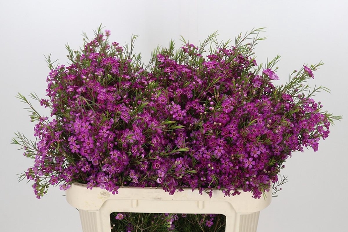<h4>Chamelaucium Free Spirit</h4>