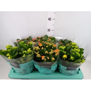 Kalanchoe blos.   ..rosebud mix  4