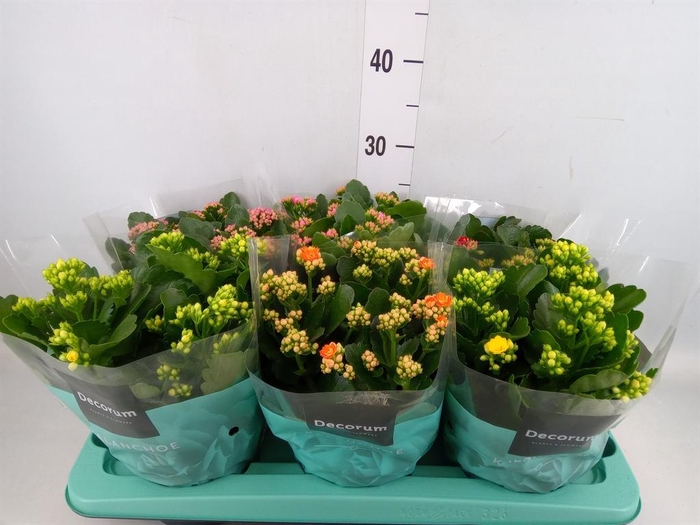 <h4>Kalanchoe blos.   ..rosebud mix  4</h4>