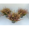 Calluna Beauty Ladies Anna Sophie