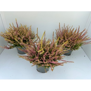 Calluna Beauty Ladies Anna Sophie