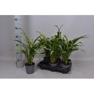 Aglaonema Cutlass 14Ø 40cm 3pp