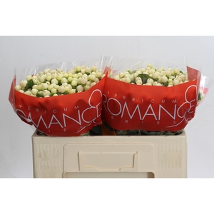 Hypericum Cool Romance