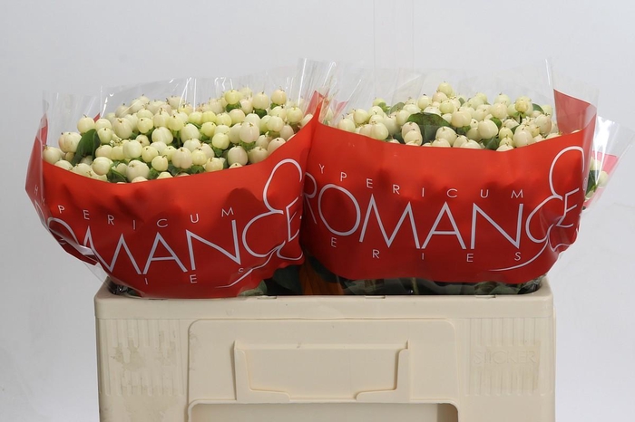 <h4>Hypericum Cool Romance</h4>